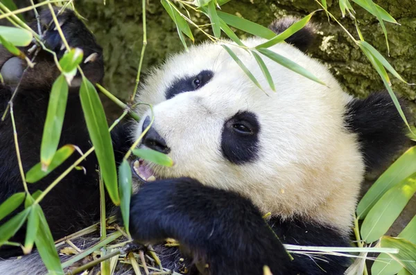 Panda Ordförande — Stockfoto