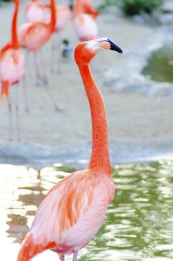 Caribbean Flamingo clipart
