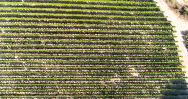 Aerial drone footage of vineyards, golden green grape field rows in Koilani, Limassol, Cyprus. Bird's eye view of wine production winery at Mediterranean countryside, agriculture at sunset from above