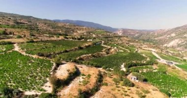 Aerial drone footage of vineyards, golden green grape field rows in Koilani, Limassol, Cyprus. Bird's eye view of wine production winery at Mediterranean countryside, agriculture at sunset from above
