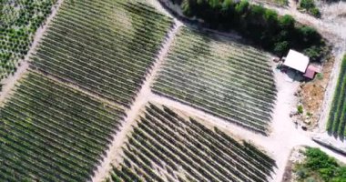 Aerial drone footage of vineyards, golden green grape field rows in Koilani, Limassol, Cyprus. Bird's eye view of wine production winery at Mediterranean countryside, agriculture at sunset from above.