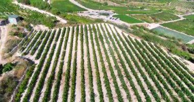 Hava araçlarının günbatımındaki üzüm bağları görüntüleri, Koilani, Limasol, Kıbrıs 'taki altın yeşili üzüm tarlaları. Akdeniz kırsalındaki şarap üretim şaraphanesine kuş bakışı bakış açısı, yukarıdan tarım