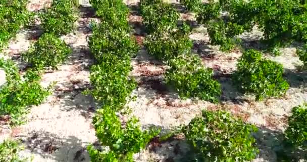Aerial Drone Sunset Footage Vineyards Rows Golden Green Grape Fields — Vídeos de Stock