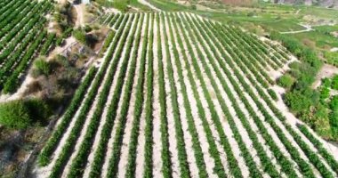 Hava araçlarının günbatımındaki üzüm bağları görüntüleri, Koilani, Limasol, Kıbrıs 'taki altın yeşili üzüm tarlaları. Akdeniz kırsalındaki şarap üretim şaraphanesine kuş bakışı bakış açısı, yukarıdan tarım
