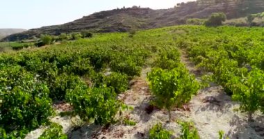 Hava günbatımında üzüm bağlarının görüntüleri, Koilani, Limasol, Kıbrıs 'taki altın yeşili üzüm tarlaları. Akdeniz kırsalındaki şarap üretim şaraphanesine kuş bakışı bakış açısı, yukarıdan tarım