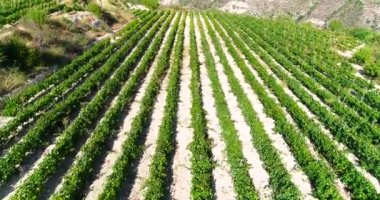 Hava günbatımında üzüm bağlarının görüntüleri, Koilani, Limasol, Kıbrıs 'taki altın yeşili üzüm tarlaları. Akdeniz kırsalındaki şarap üretim şaraphanesine kuş bakışı bakış açısı, yukarıdan tarım