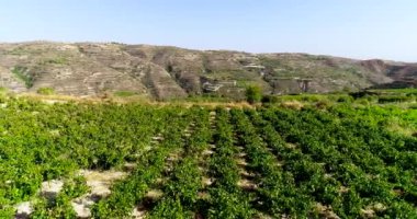 Üzüm bağlarının, Koilani, Limasol, Kıbrıs 'taki altın yeşili üzüm tarlalarının insansız hava aracı görüntüleri. Akdeniz kırsalındaki şarap imalathanesinin kuş bakışı görüntüsü, gün batımında yukarıdan