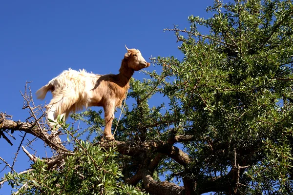 Alimentación de cabras en árbol de argán — Foto de Stock