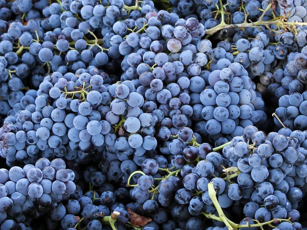 Синий виноград Лицензионные Стоковые Изображения