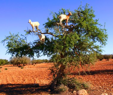 keçi argan ağacı besleme
