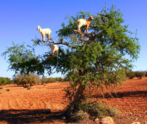 Get utfodring i argan träd Stockbild