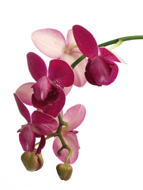 la orquídea