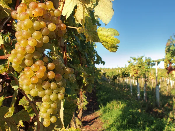 Uvas — Foto de Stock