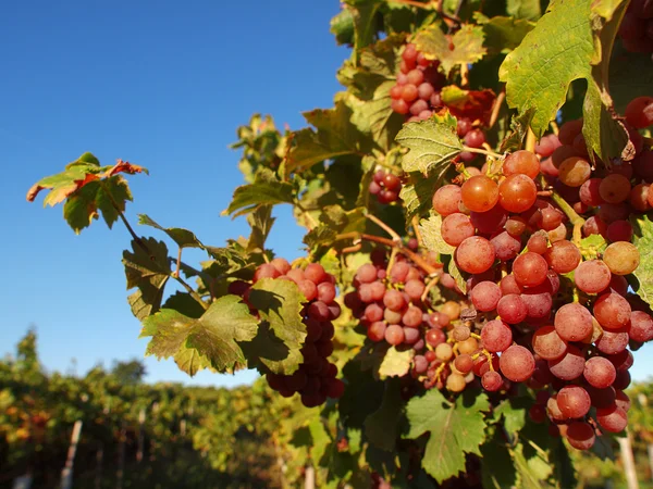 Grapes — Stock Photo, Image