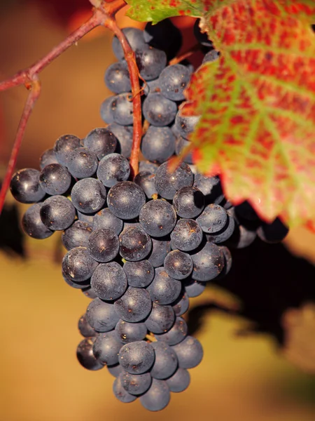 Uvas — Foto de Stock