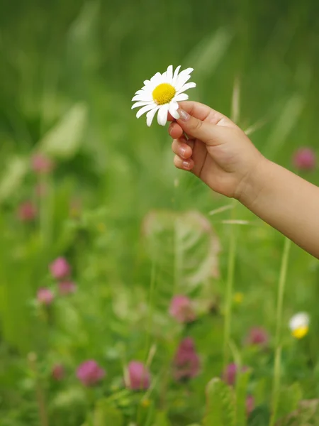 Hand met bloem — Stockfoto