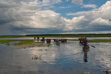 Nehir dalağı. Brzostowo, Polonya - 09 Ağustos 2012 Kadın bir teknede, inekleri Biebrza Nehri 'nin diğer tarafındaki çayırlara götürüyor..