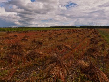 Bulutların altında kırmızı mısır. Kapice, Polonya - 09 Ağustos 2012 Polonya 'nın ortasında bulutlu gökyüzüne karşı kırmızı tahıl tarlaları biçti.