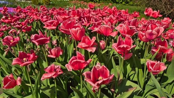 Tulips Children Spring Lodz Poland May 2022 Beautifully Blooming Red — ストック写真