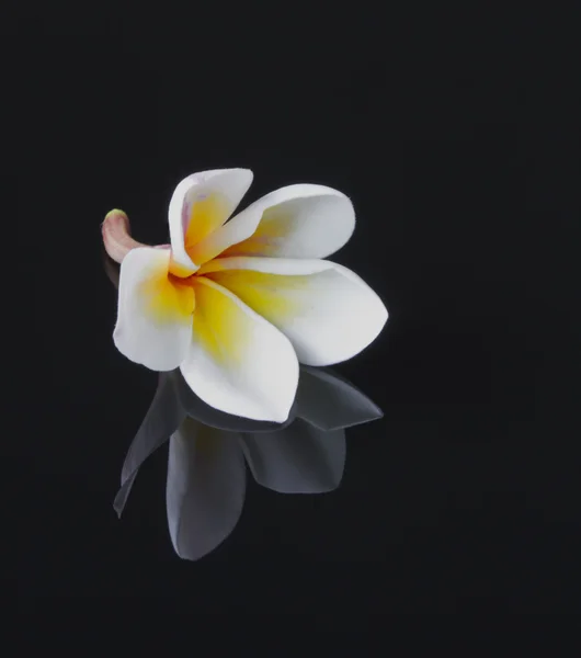 Plumeria çiçek