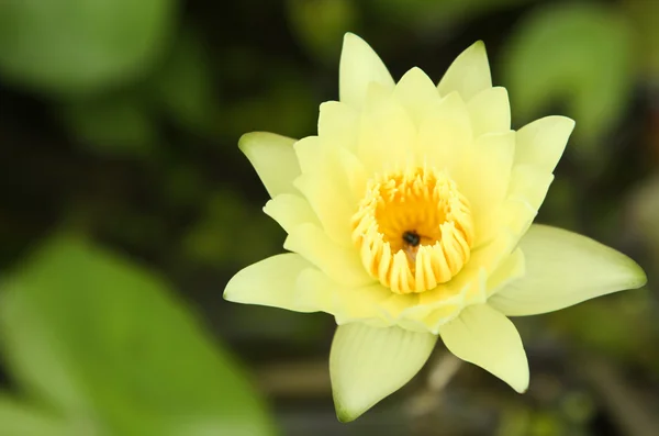 Water lilly — Stock Photo, Image