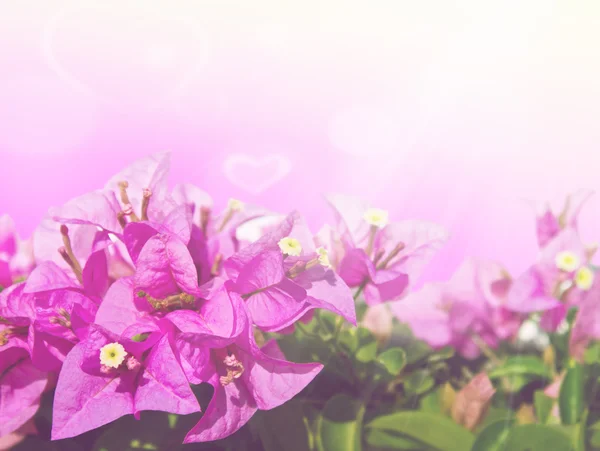 Rosa Blüten Stockfoto