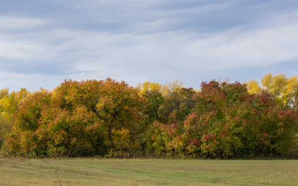 Autumn trees — Stock Photo, Image