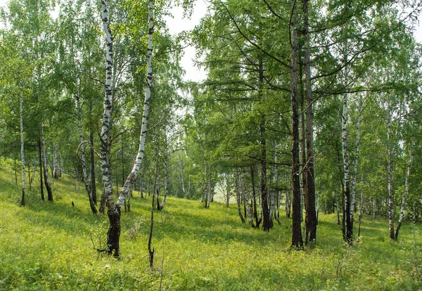 Πράσινο δάσος θέα Εικόνα Αρχείου