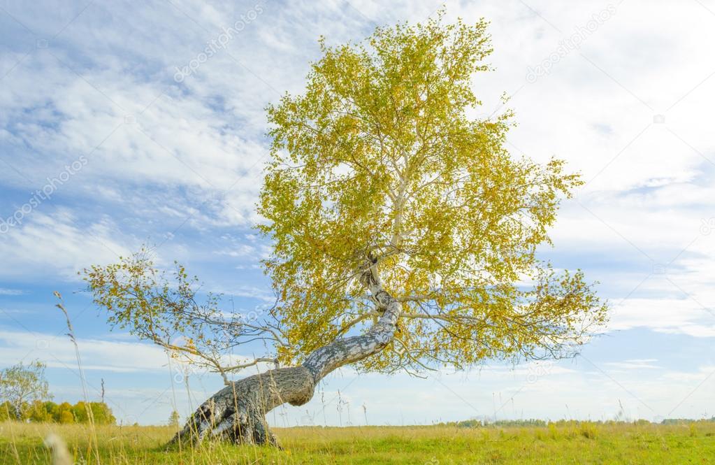 Lonely tree