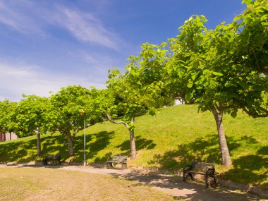compostela Park catalpas bignonoides