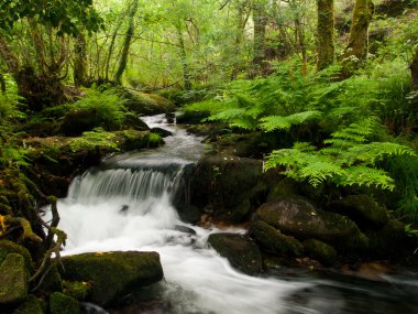 roxos Nehri yakınında compostela