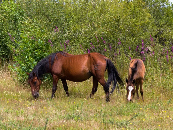 Dos caballos libres —  Fotos de Stock