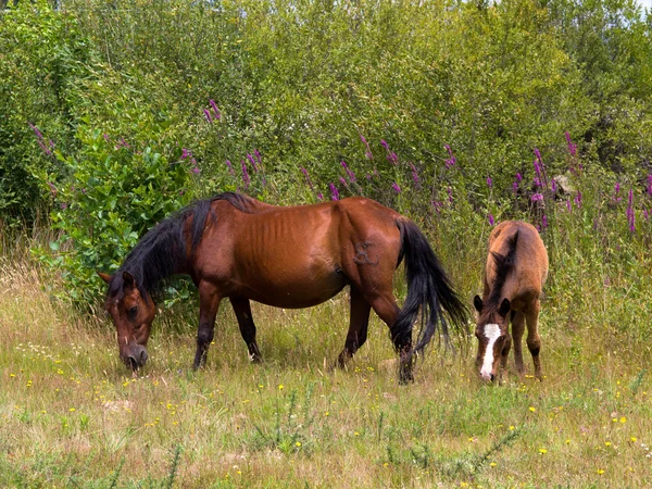 Dos caballos libres Imagen de archivo