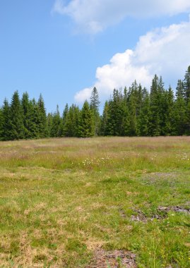 çam ormanı sumava Milli Parkı