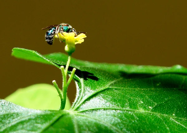 自然の中で蜂 — ストック写真