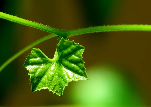 Konst, Dekorativa blommor — Stockfoto