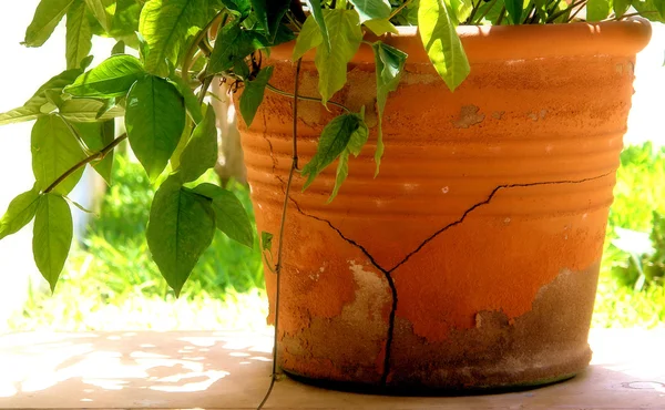 Antique Vase — Stock Photo, Image
