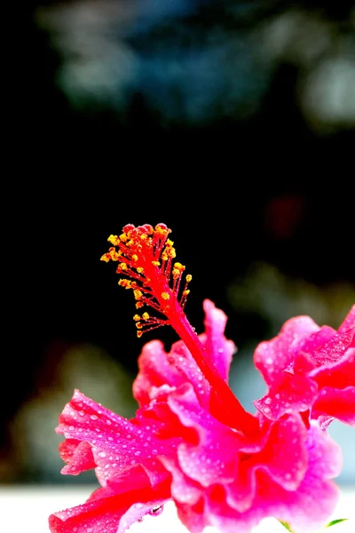 Arte, foto decorativa di un fiore vibrante — Foto Stock