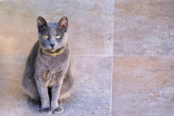 Платинової кішка — стокове фото