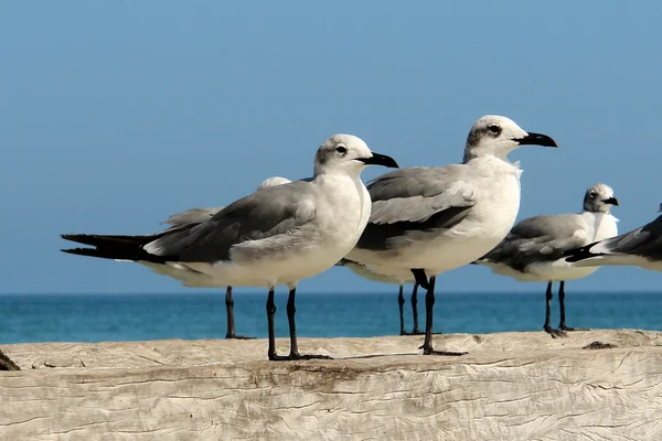 Gaviota —  Fotos de Stock