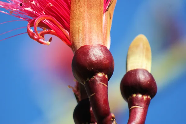 Shaving Brush Tree — Stock Photo, Image