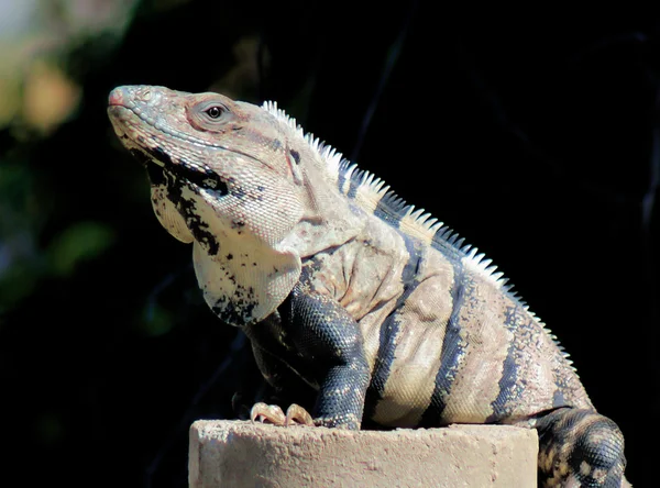 Iguana nativa de Yucatán —  Fotos de Stock