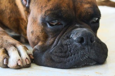 Boksör Köpek