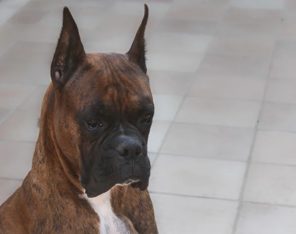 Boxer Dog — Stock Photo, Image