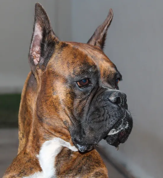 Boxer Dog — Stock Photo, Image