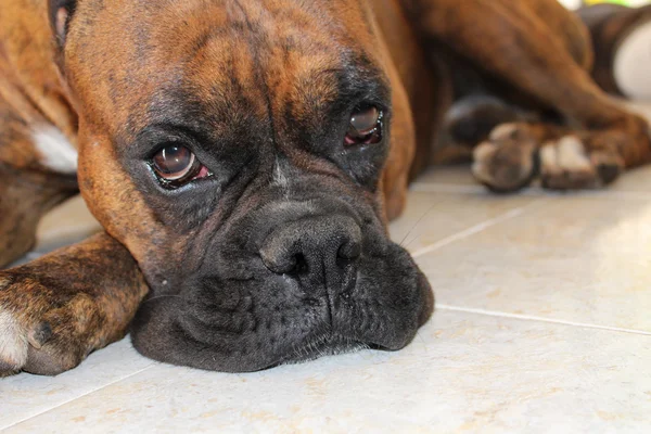 Boxer Dog — Stock Photo, Image