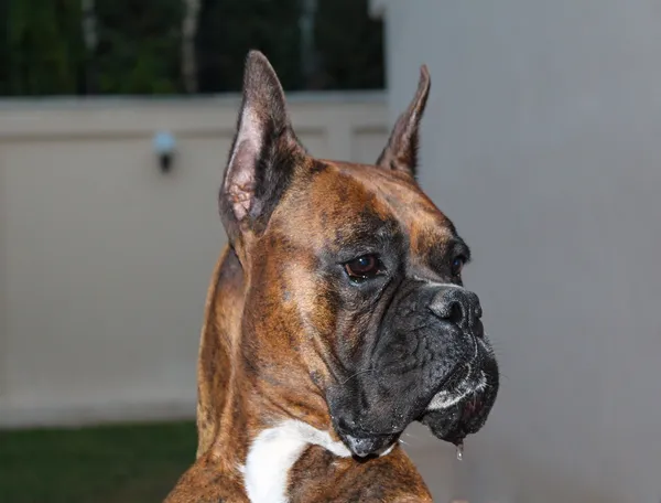 Boxer Dog — Stock Photo, Image