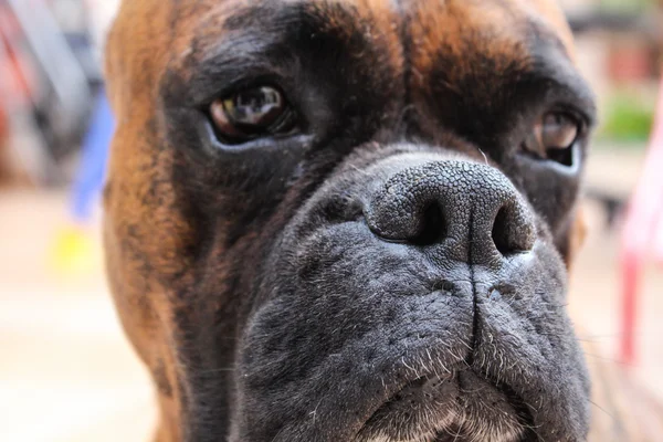 Boksör Köpek — Stok fotoğraf