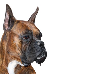 Boksör Köpek