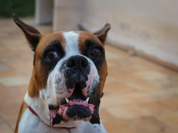 Kızgın köpek — Stok fotoğraf